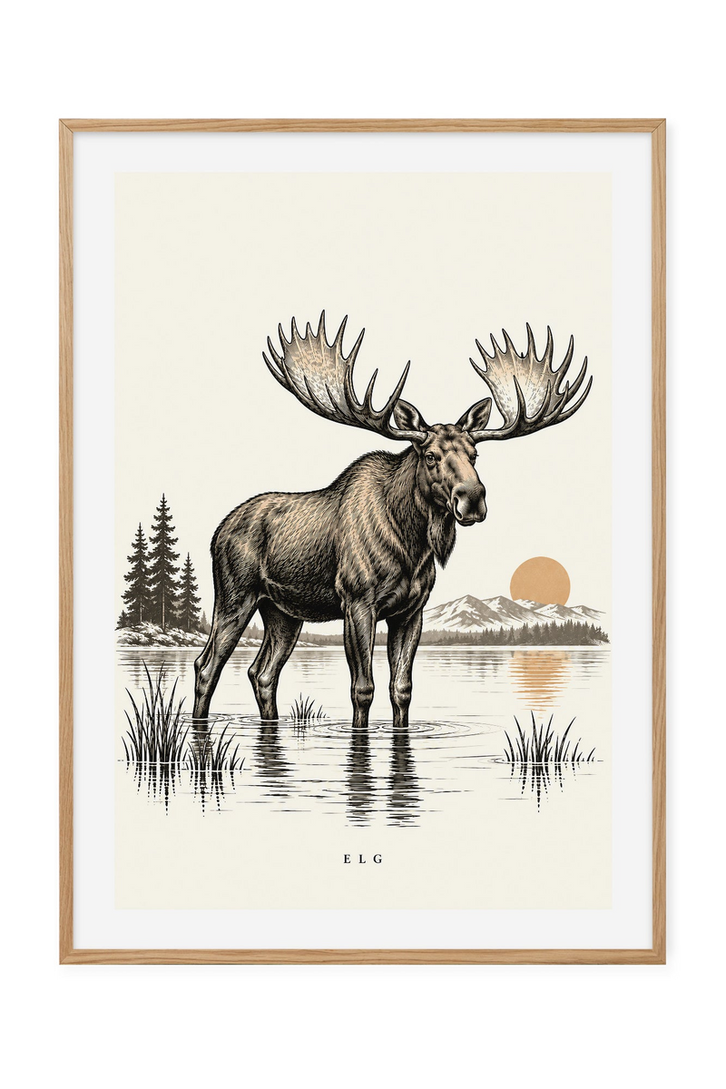 Elg – Ved stille vann