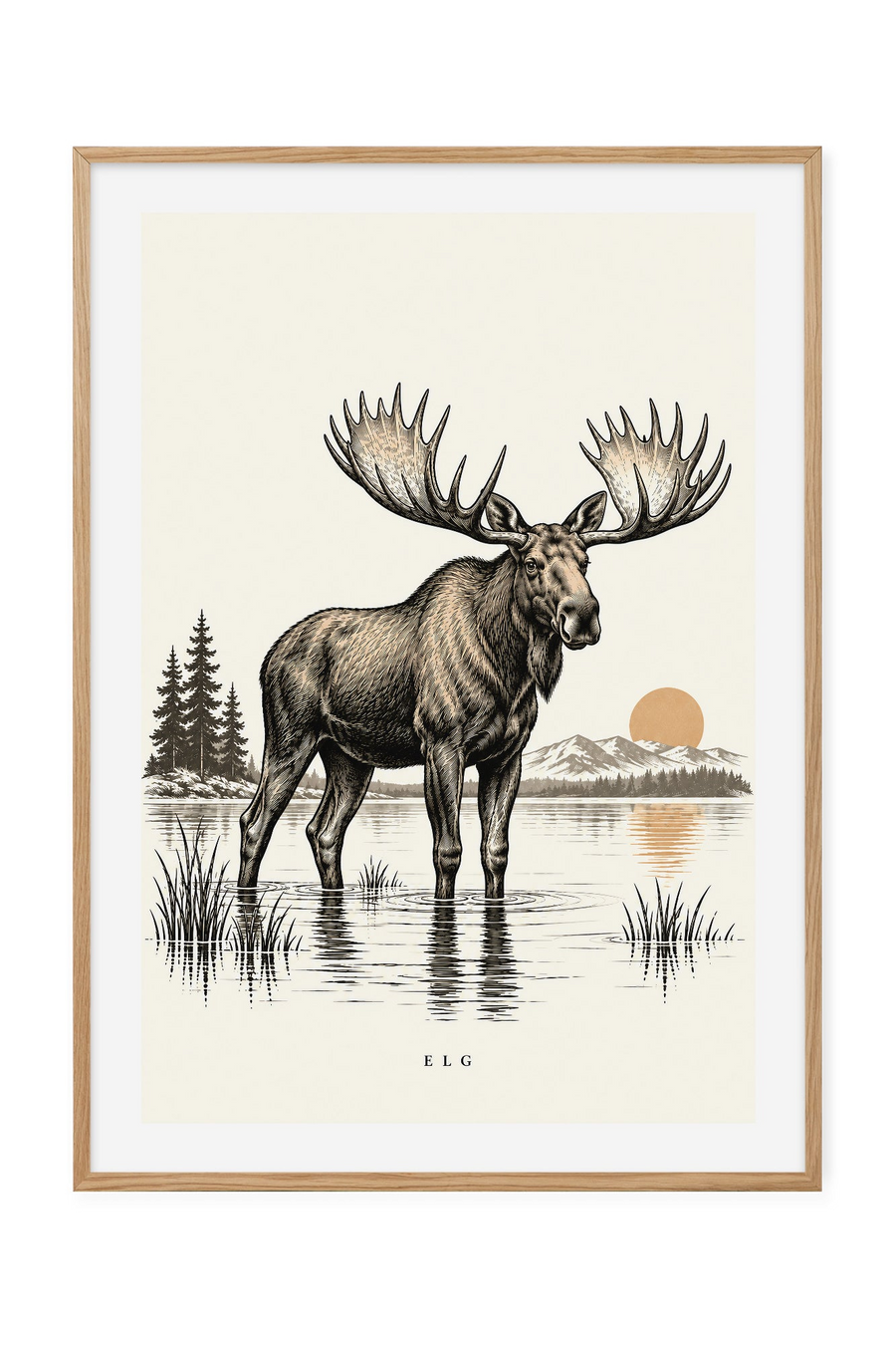 Elg – Ved stille vann